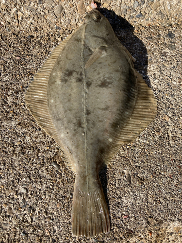 カレイの釣果