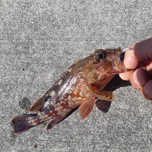 カサゴの釣果