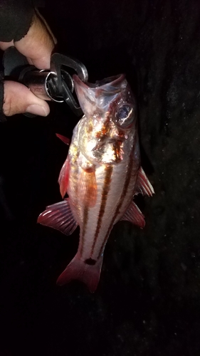 ネンブツダイの釣果