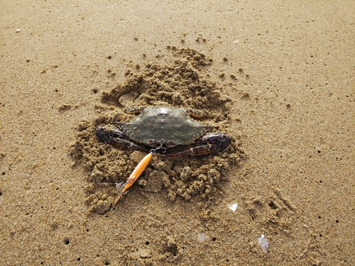 ワタリガニの釣果