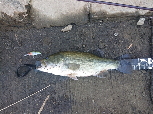 ブラックバスの釣果