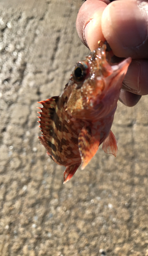 アラカブの釣果