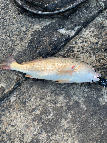 ニベの釣果