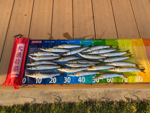 カマスの釣果