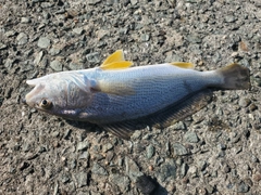 シログチの釣果