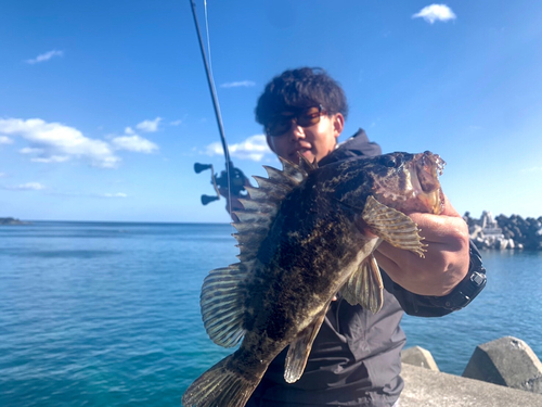 ベッコウゾイの釣果