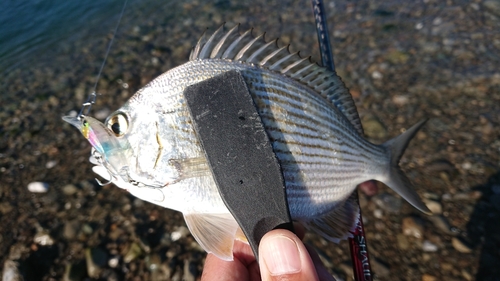 ヘダイの釣果