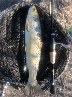 ブラウントラウトの釣果