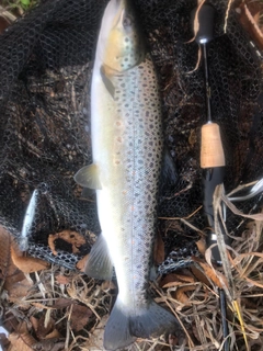 ブラウントラウトの釣果