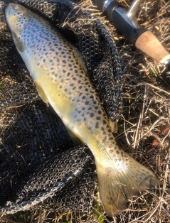 ブラウントラウトの釣果