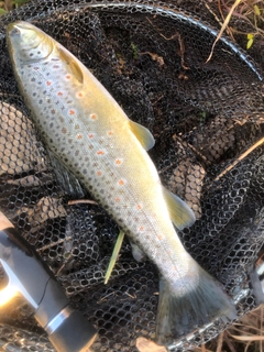 ブラウントラウトの釣果