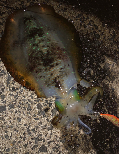 アオリイカの釣果