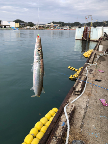 カマスの釣果