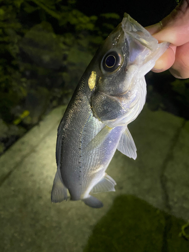 セイゴ（マルスズキ）の釣果