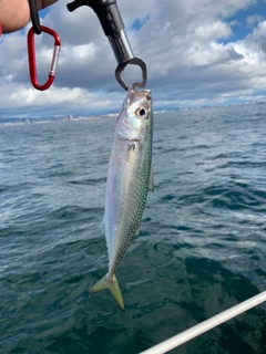 マサバの釣果