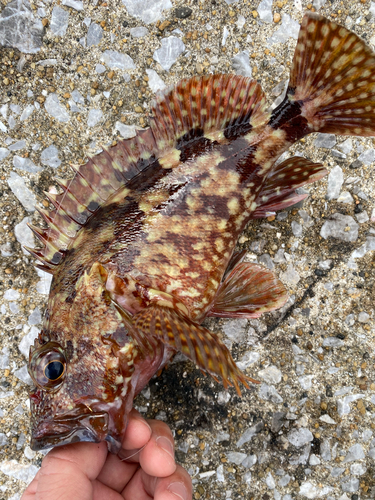 アラカブの釣果