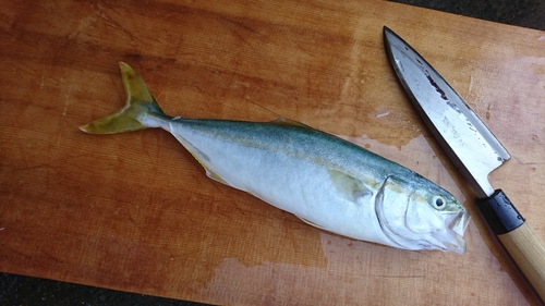 ワカナゴの釣果