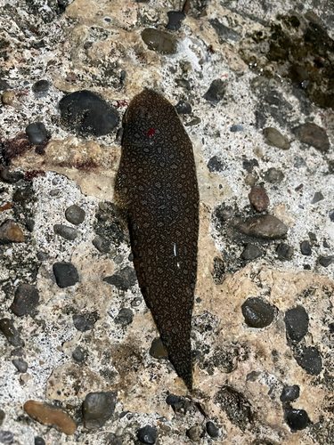 シタビラメの釣果