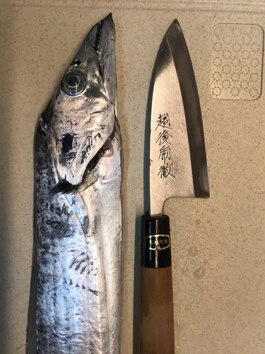 タチウオの釣果