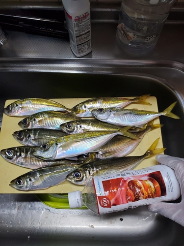 アジの釣果