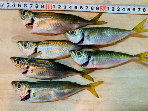 マアジの釣果