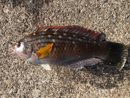 メジナの釣果