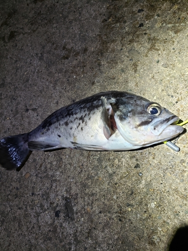 クロソイの釣果