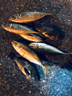 マアジの釣果