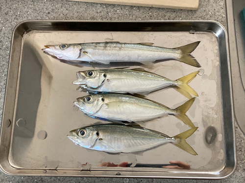 カマスの釣果