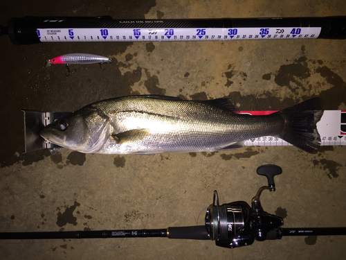 シーバスの釣果