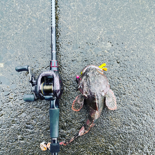 トゲカジカの釣果