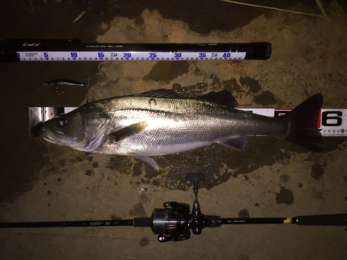 シーバスの釣果