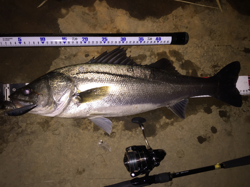 シーバスの釣果