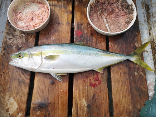 ワラサの釣果