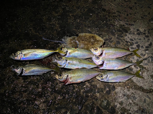 アジの釣果