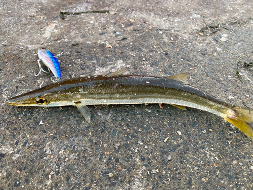 カマスの釣果