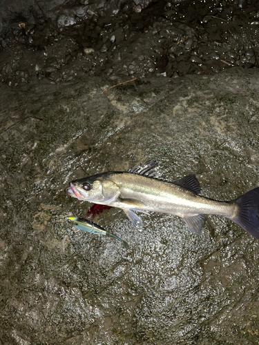 スズキの釣果