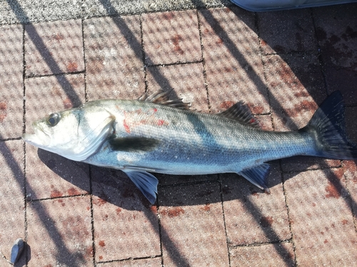 フッコ（マルスズキ）の釣果