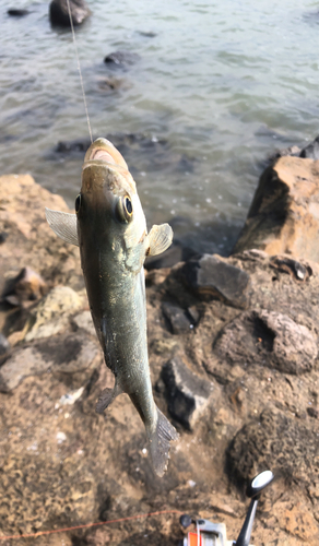 セイゴ（マルスズキ）の釣果