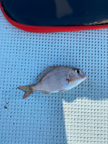 カタクチイワシの釣果