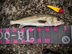 シーバスの釣果