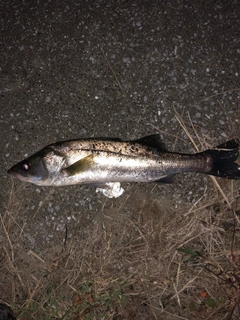 フッコ（マルスズキ）の釣果