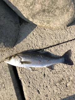 フッコ（マルスズキ）の釣果