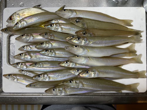 キスの釣果