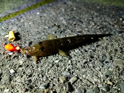 ハゼの釣果