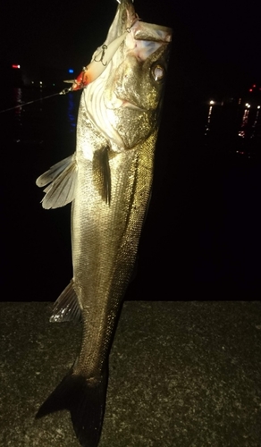 シーバスの釣果