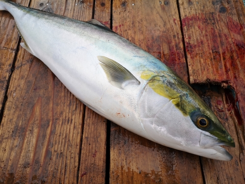 ワラサの釣果