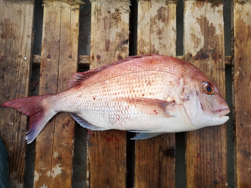 マダイの釣果