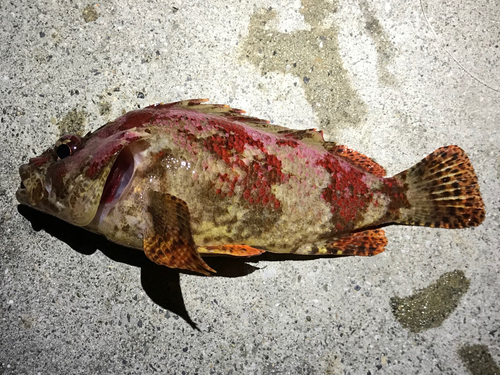 ヨロイメバルの釣果