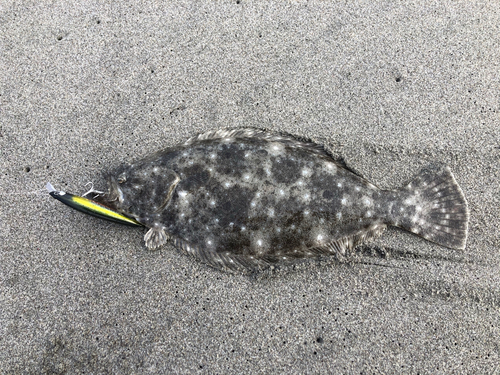 ヒラメの釣果